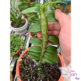 Lan phi điệp 🍀freeship🍀, phi điệp thân thủ f30 siêu to khổng lồ