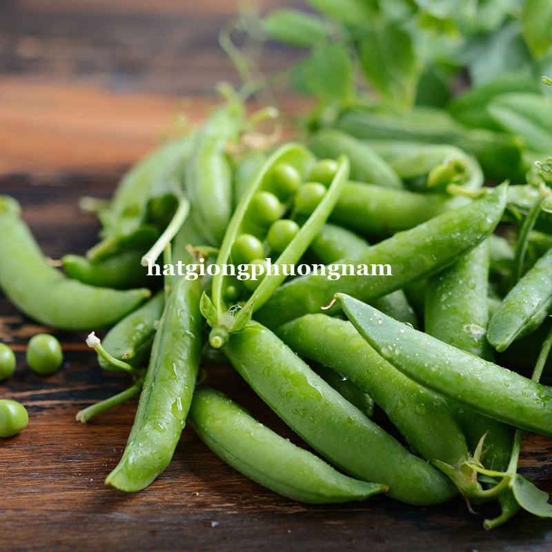 5 GR - HẠT GIỐNG ĐẬU HÀ LAN BỤI LÙN