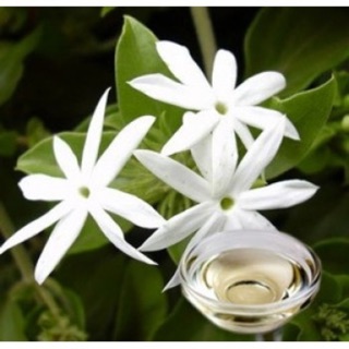 Nước hoa lài - 50ml