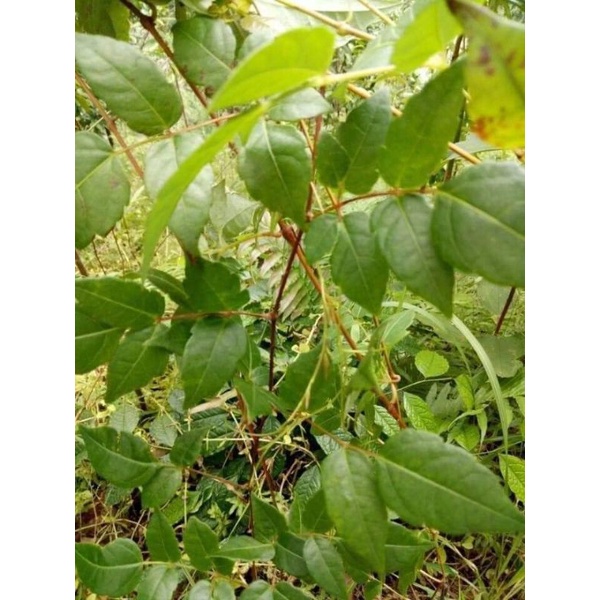 Chè dây Cao Bằng