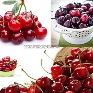Hạt giống cây ăn trái cherry đỏ {10 hạt + 1 gói kích thích hạt nảy mầm }