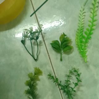 Cỏ điểm 150k/kg