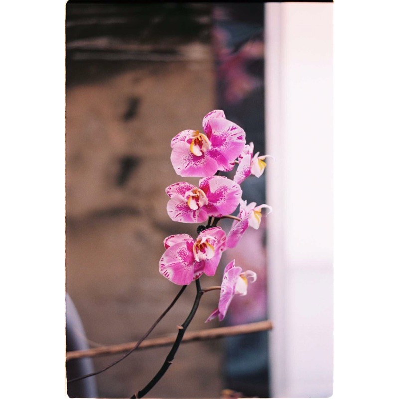 - Film 135  giá rẻ, 24 kiểu, hàng US