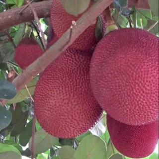 GIỐNG MÍT DA ĐỎ