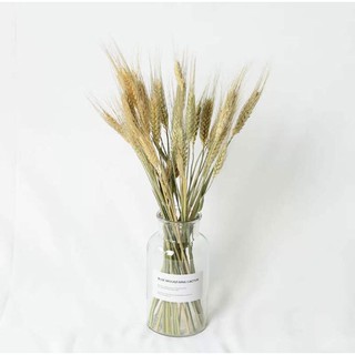 Bó lúa mạch khô màu thiên nhiên làm phông nền chụp ảnh, phụ kiện chụp ảnh