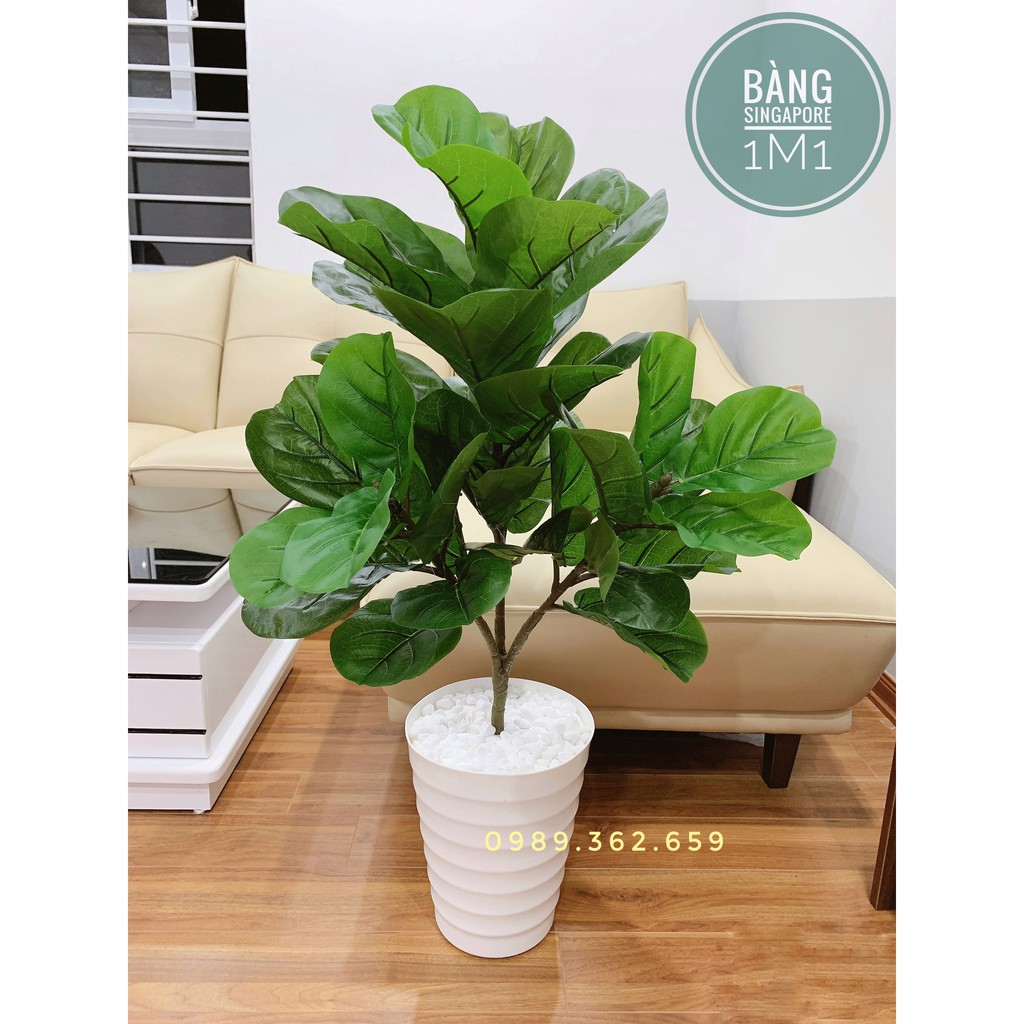 Cây giả - Cây bàng singapore giả decor cao 1M có 3 nhánh