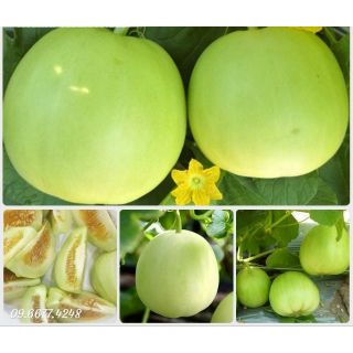 Hạt giống dưa lê lam ngọc siêu ngọt