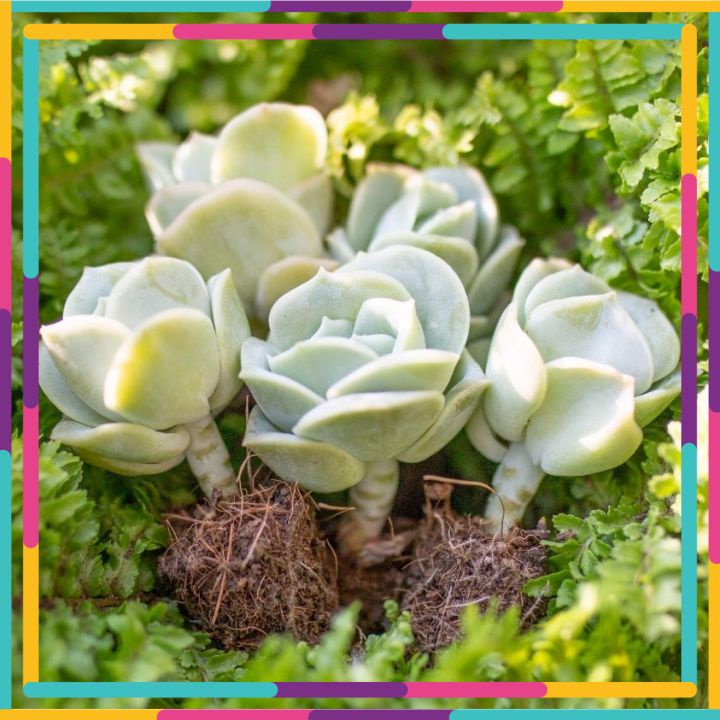 Sen đá hồng hà lan size mini 🌳 FREE SHIP 🌳 Xuất xứ Đà Lạt, đã thuần khí hậu