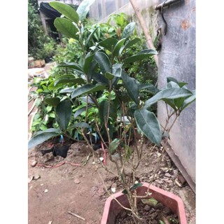 Cây hoa mộc hương