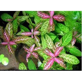 Cây Sunset - Cây cắt Cắm - Cây thủy sinh trung cảnh và hậu cảnh- cây thuỷ sinh dễ trồng không cần CO2