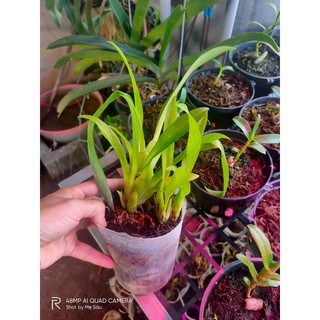 vũ nữ 5 loại khác nhau