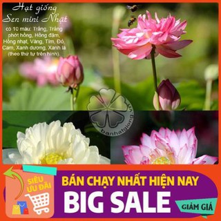 [Chất lượng cao] [Hàng chuẩn] [Free ship] SEN MINI NHẬT gói 10 hạt nhiều màu - sen nhật mini - sen nước cảnh - sen mini