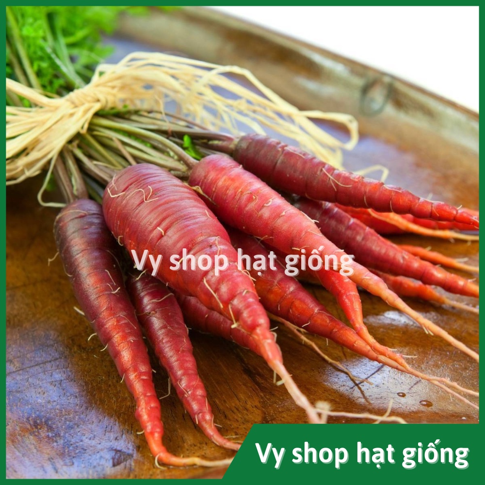 Hạt giống cà rốt đỏ Thái Lan gói 500 hạt