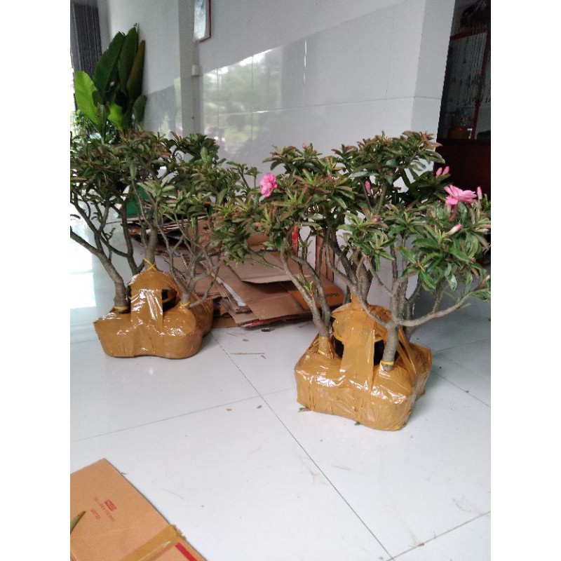 Sứ kỳ duyên (làng hoa sađéc)