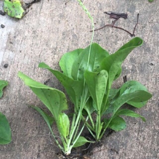 cây mã đề( dược liệu)
