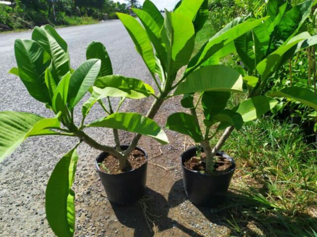 Cây hoa sứ đại vàng