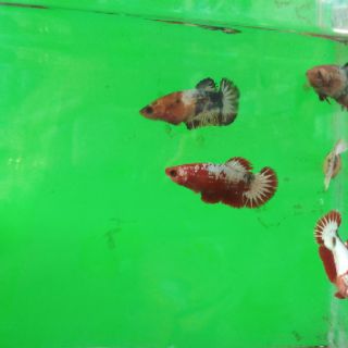 Betta  food