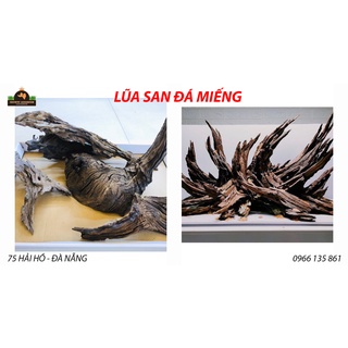 LŨA SAN ĐÁ - DÒNG LŨA CỰC ĐẸP CHO LAYOUT NATURAL