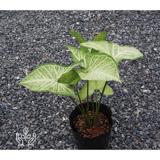 Cây trầu bà trắng