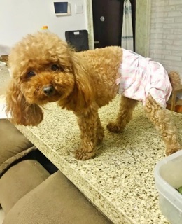 Bỉm (tã lót) cho các Boss 🐶🐱