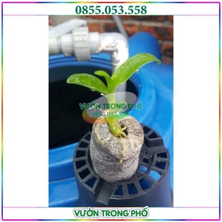 50 viên nén xơ dừa ươm hạt- kích thích nảy mầm, cây khỏe mạnh