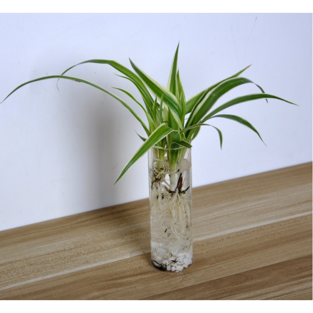 Chậu Kính Trồng Cây Thủy Canh / Nến Có Móc Treo Tiện Dụng