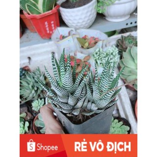 Chậu Móng Rồng