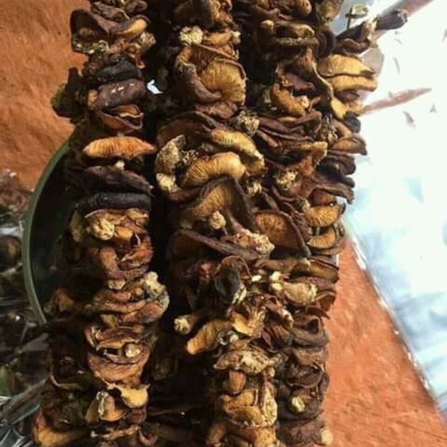 Nấm hương rừng