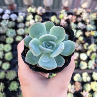 Sen Đá Viền Hồng Cánh Tròn | Xuất xứ Đà Lạt | Dễ trồng dễ chăm