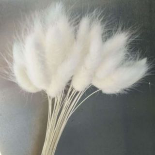 Hoa khô đuôi thỏ đủ màu trang trí hoặc decor (20 cành)