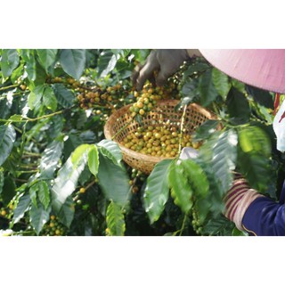 Cà Phê Nhân Yellow BourBon (Bì 1kg)