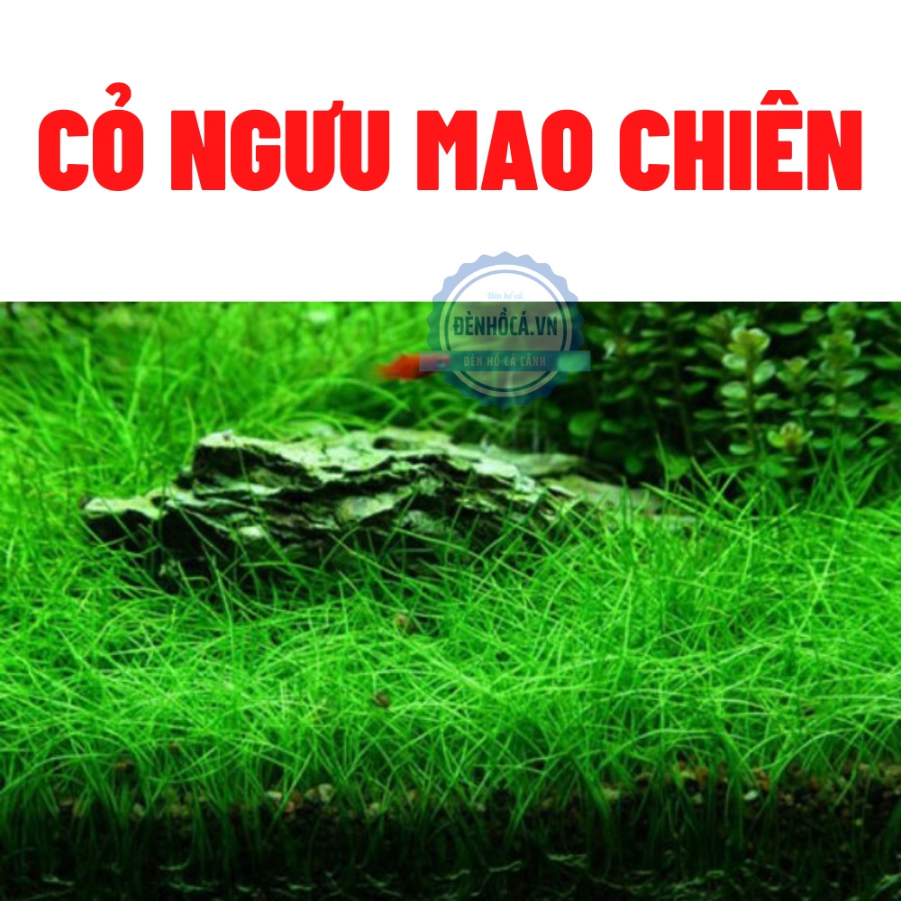Hạt giống cây thủy sinh dùng cho tự SETUP hồ thủy sinh