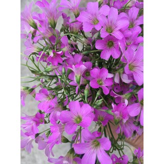 Củ cây cỏ 3 lá cây bao đẹp
