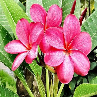 BẦU GIỐNG CÂY HOA ĐẠI ĐỎ