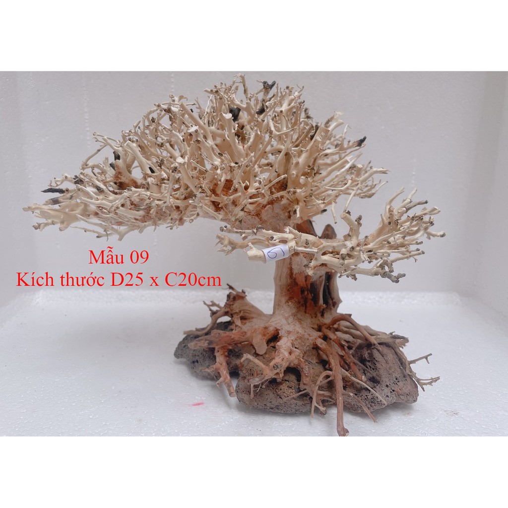 Lũa bonsai trang trí hồ thủy sinh, cá cảnh kích thước 20x25cm - mẫu 09