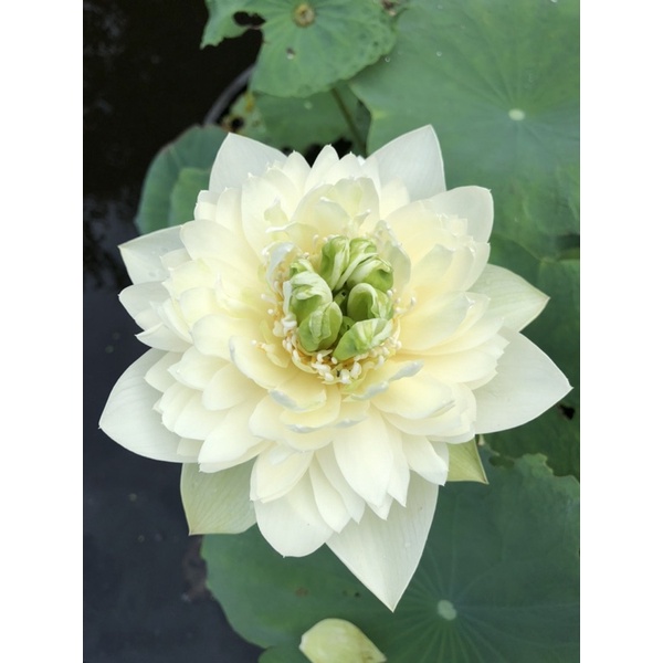 Củ sen Green Cloud