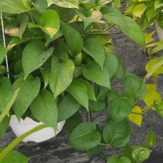 Cành giống trầu bà lá to sẵn dễ