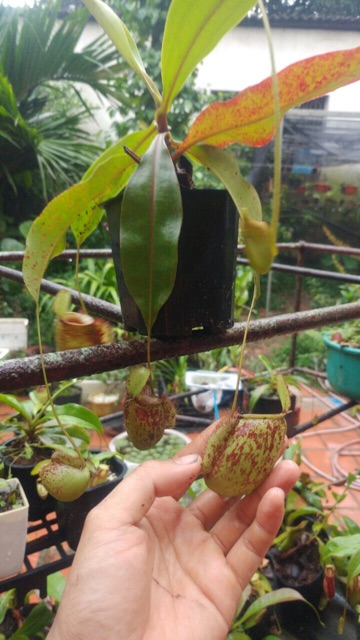 Cây ăn thịt nắp ấm