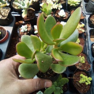 Sen thạch bích cánh bướm