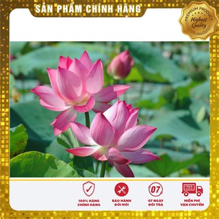 Hạt Giống Sen Hồng Việt Nam(10 hạt)