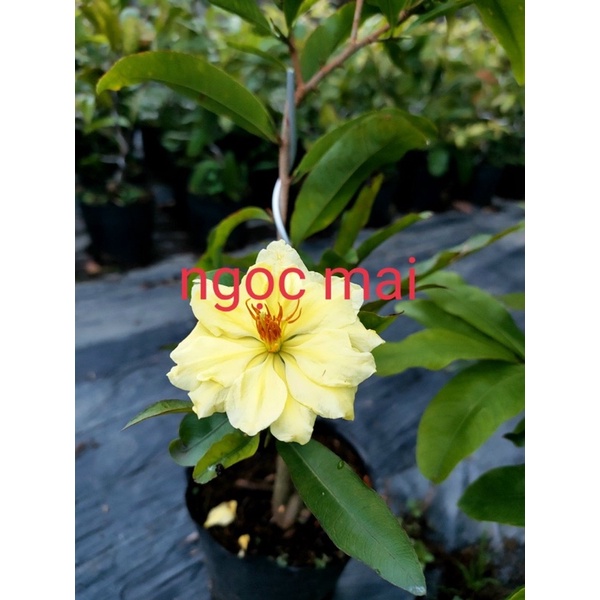 Hoa Ngọc Mai_cây ghép chuẩn