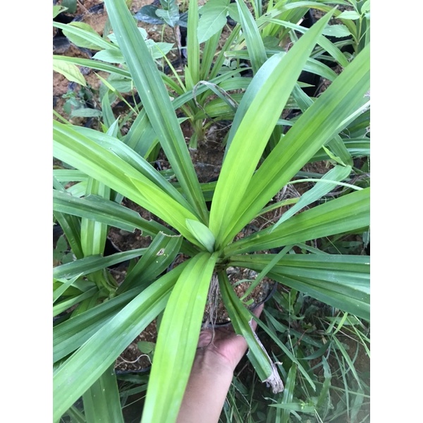 Giống cơm nếp