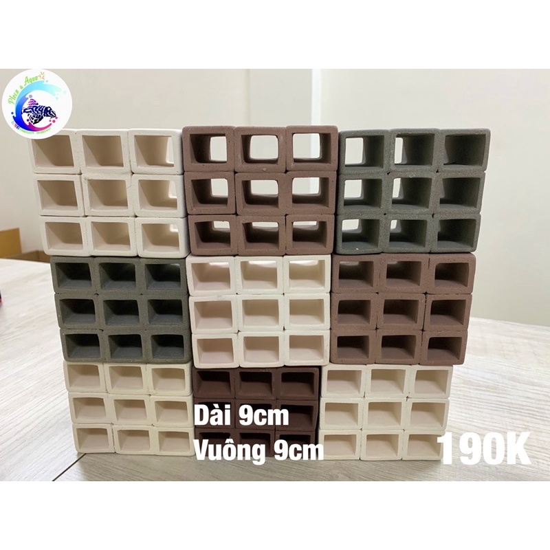 Hang Pleco “HANG 9 LỖ NHỎ - 190K”