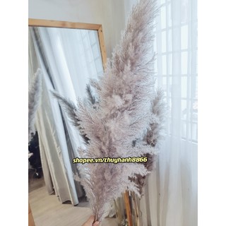 SALE❤️CAM KẾT Y HÌNH ❤️ VIDEO♥️ Cành cỏ lau TO xù XÁM Pampas Grass- cây Hoa Bông Lau khô/1cành