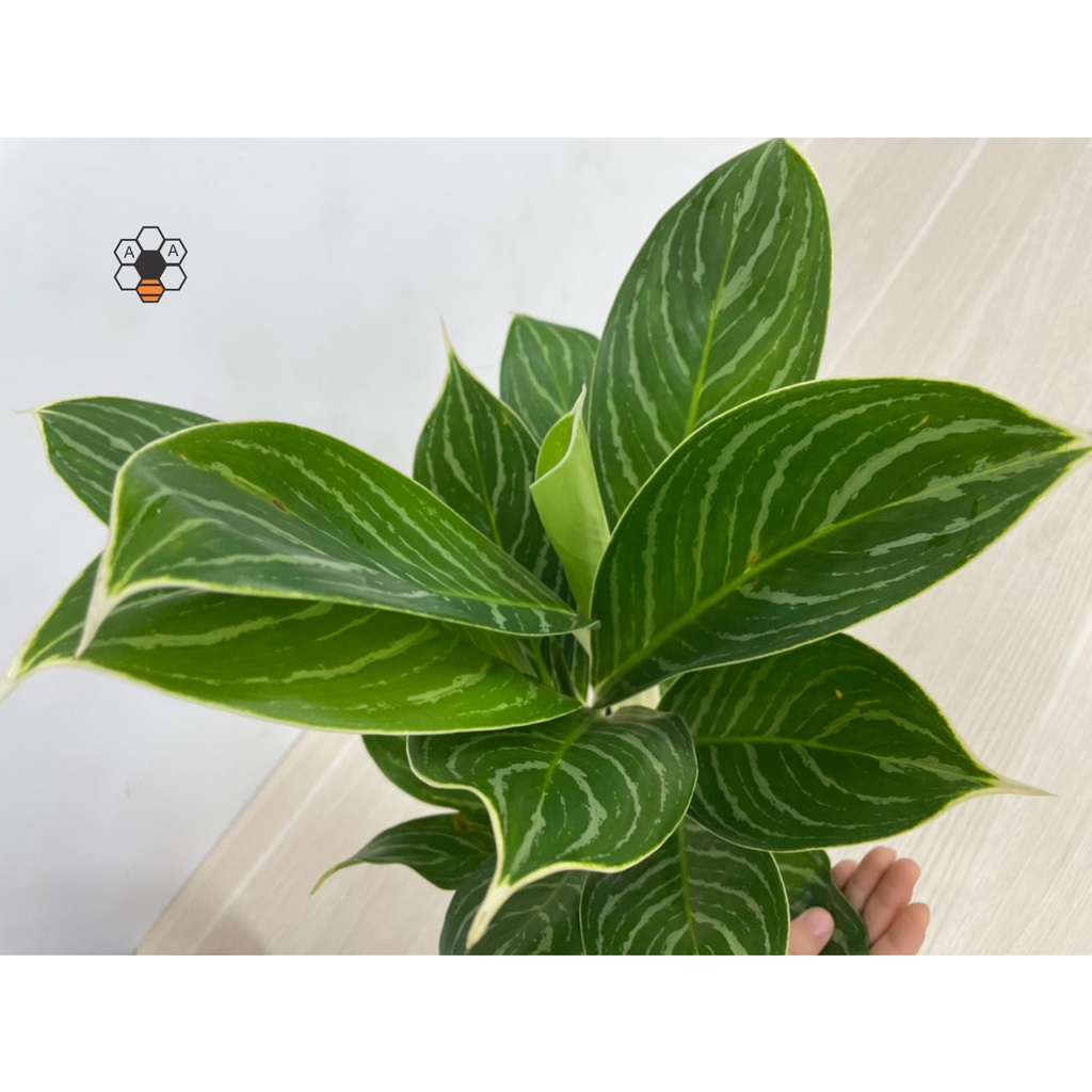 Cây BẠCH MÃ HOÀNG TỬ - cao 20-25cm, cây phong thủy trồng trong nhà lọc không khí, Full Color Shop.