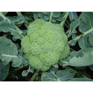 Hạt giống Súp lơ xanh - Gói lớn nhiều hạt, Tặng gói kích nảy mầm