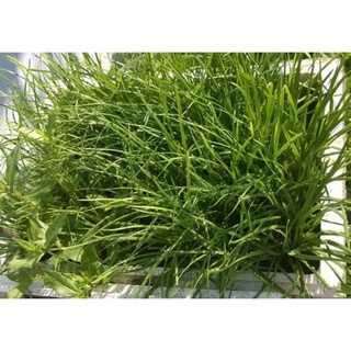 Hạt giống hẹ ta - 5 gram hạt khuyến mại trong 1 ngày