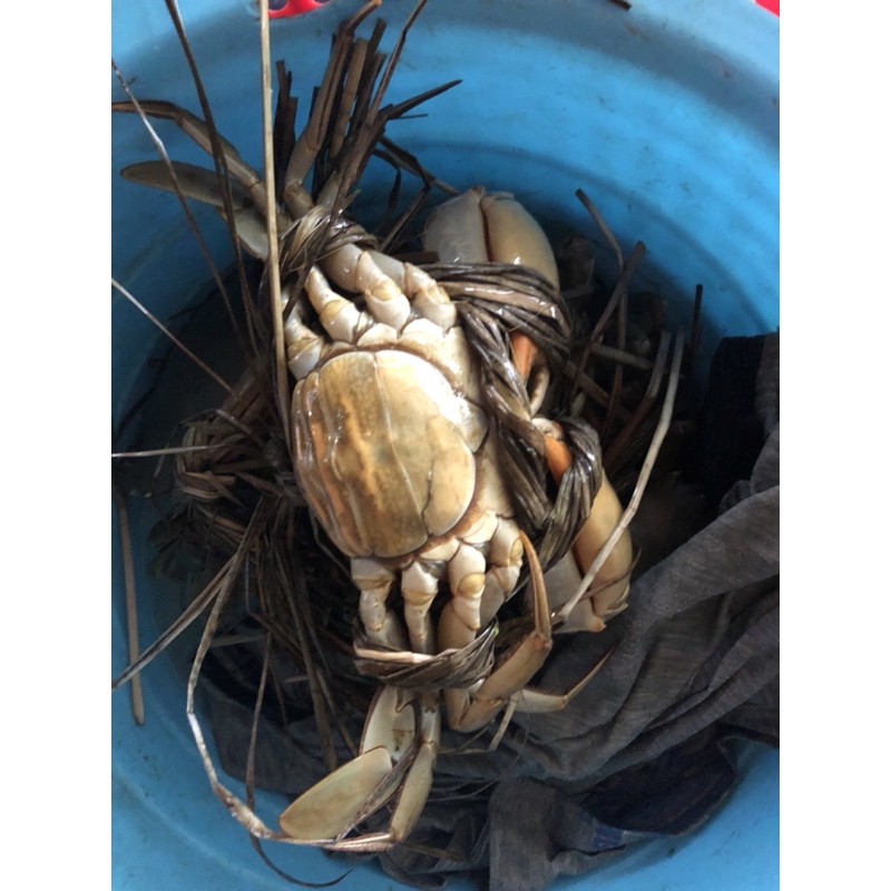 Cua thịt, cua gạch