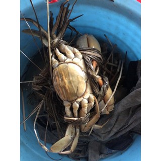 Cua thịt, cua gạch