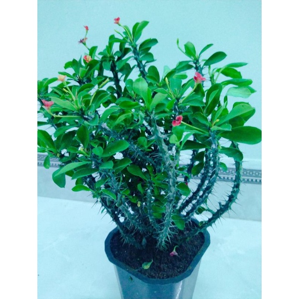 Xương rồng bát tiên mini mua năm tặng một